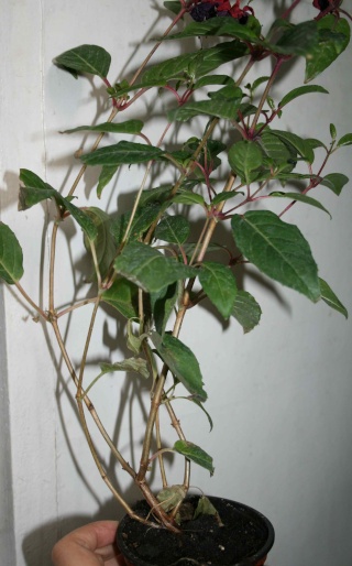 bonsaï fuchsia  Fuchsi11