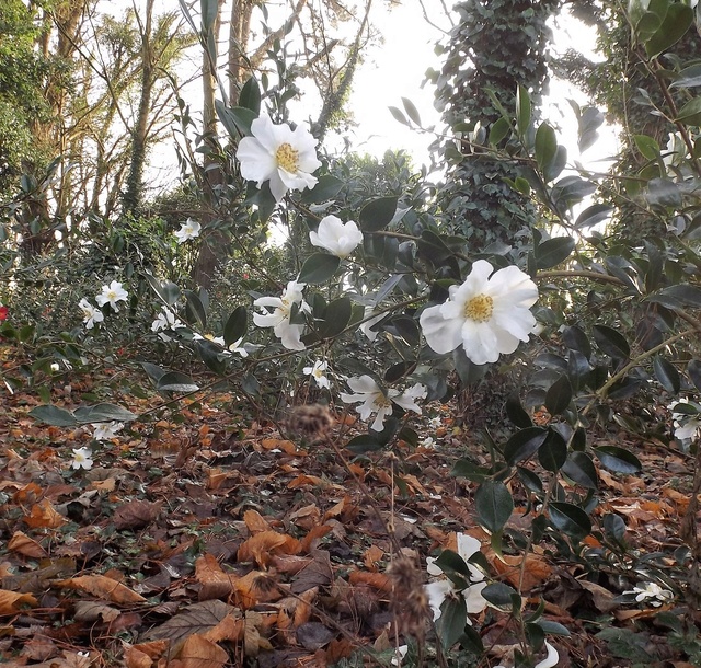 Floraisons décembre 2016 Dscf4722