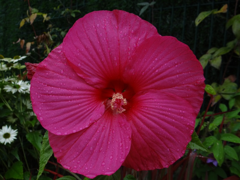 Hibiscus - Page 3 Dsc01118
