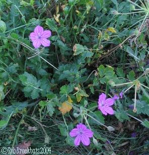 Qui peut mettre un nom? Erodium moschatum Erodiu10