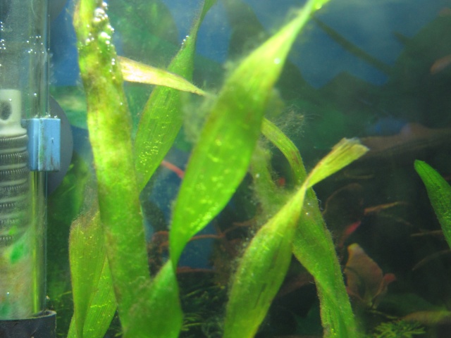 Quelles sont ces algues? Img_3511