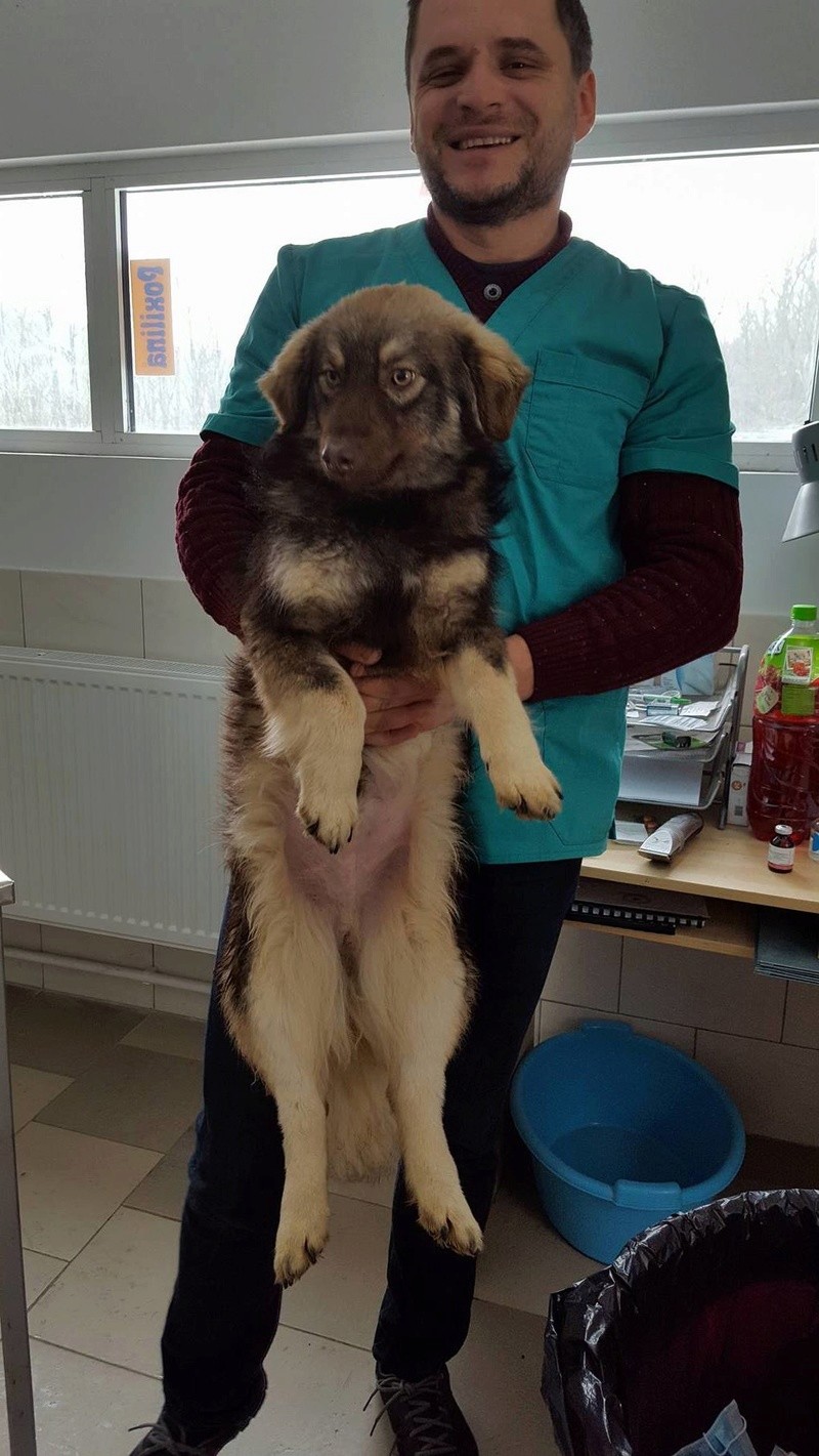 APACHE - mâle croisé nordique de petite taille, né en 2014 (Vaslui) - adopté par Lucian 16389310