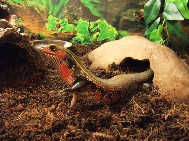 CONCOURS PHOTO: Votre reptile dans son terrarium Dscf1712