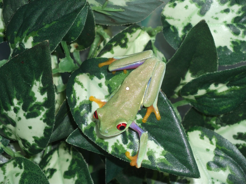 Agalychnis callidryas Dscf1810