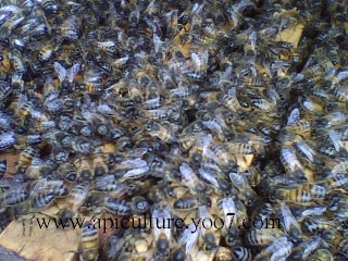 L'abeille des Déserts d'Algérie Abiell10