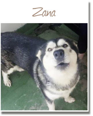 Malamute Hündin Zana Db_23010