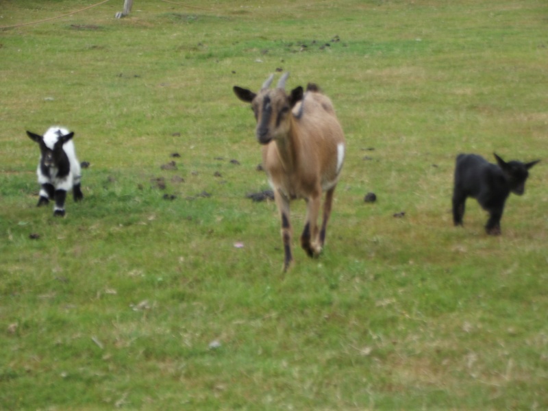 chèvres de la ferme Pédagogique  Chez_d13