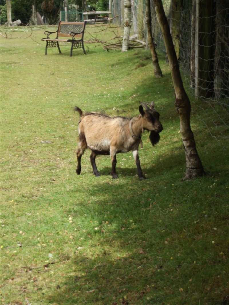 chèvres de la ferme Pédagogique  Chez_d15