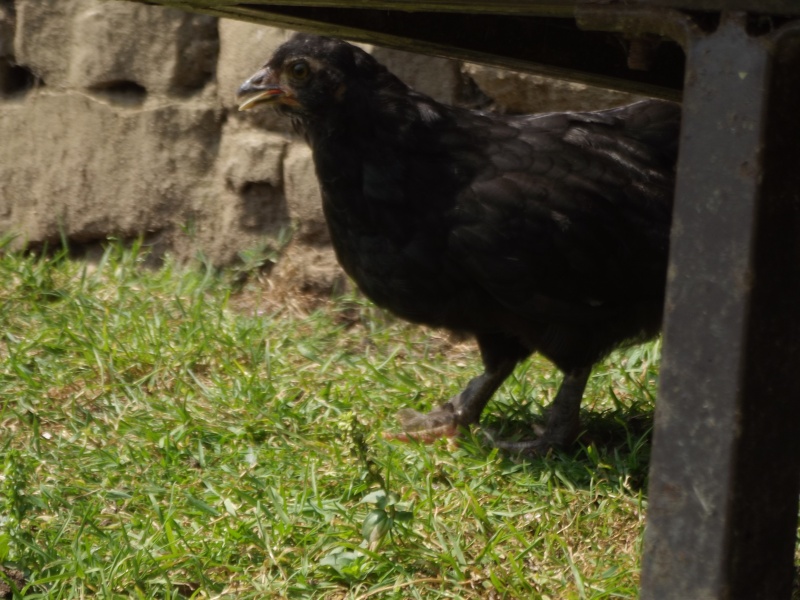 les Poussins de cet année  Poules12