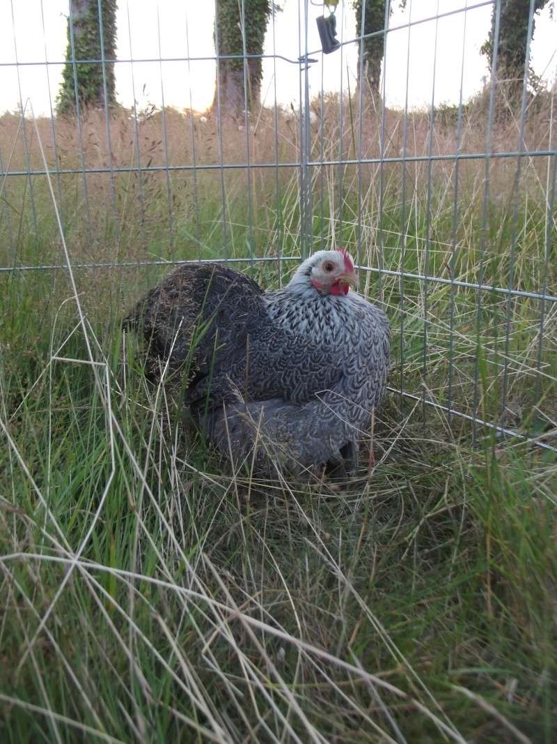 Vos pékin !! Poules21