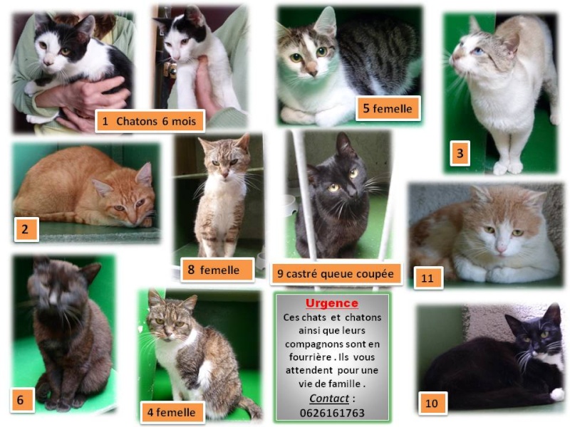 Appel à l'aide pour des chats en fourrière ds le 50 (Manche) Urg10