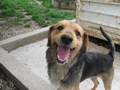 THEO, gentil Fox Terrier de 1 an et 9 mois (dept 82 Haute-Garonne) Theo210