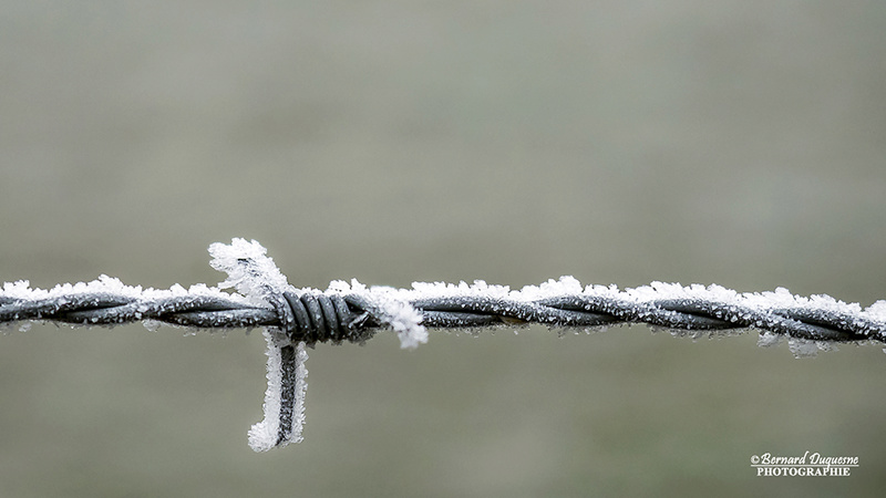 Liberté ! ! !  Givre_11