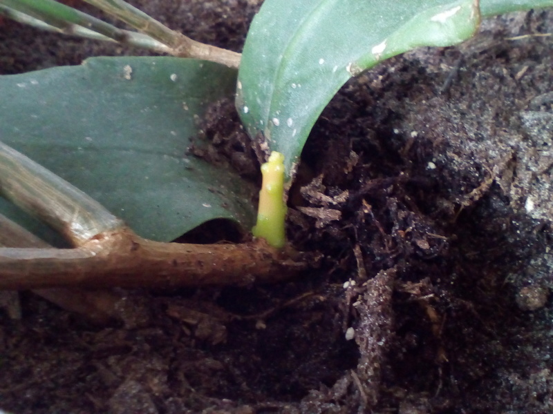 Pousse d'une branche d'epiphyllum oxypetalum??? Img_2010