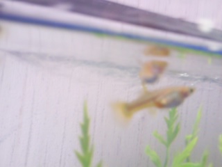 reproduction guppy . Photo012