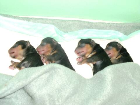 Naissance Chiots Yorkshire Lof Page 1