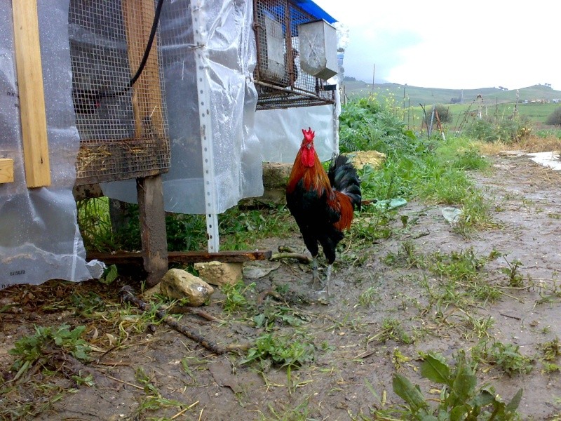 Consigli su gallo 2010 12012014