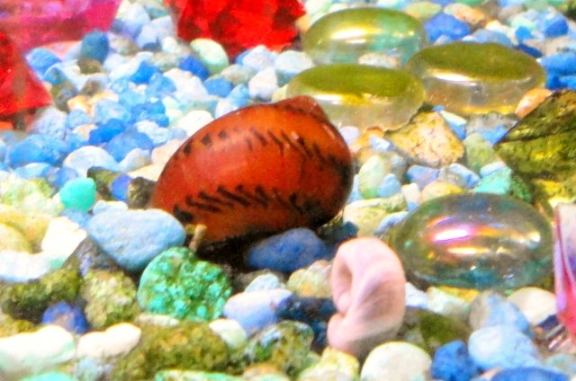 my snails Dsc00310