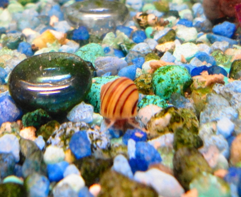 my snails Dsc00415