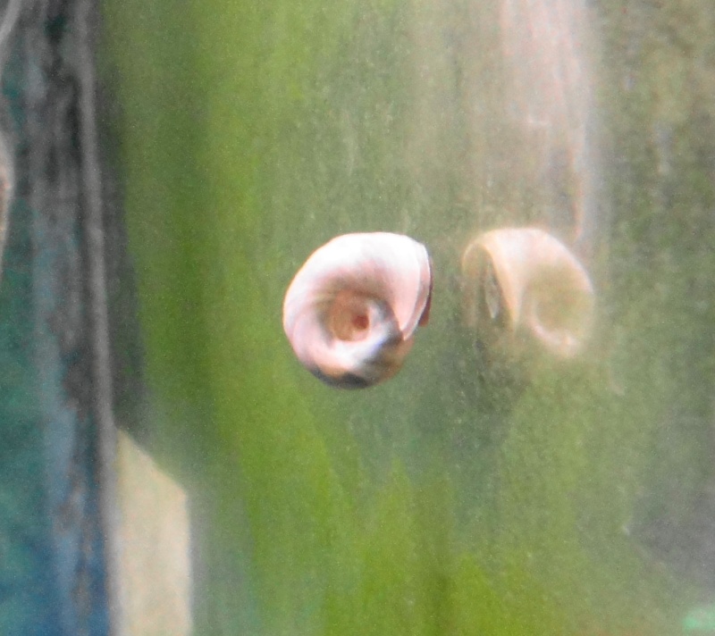 my snails Dsc00418