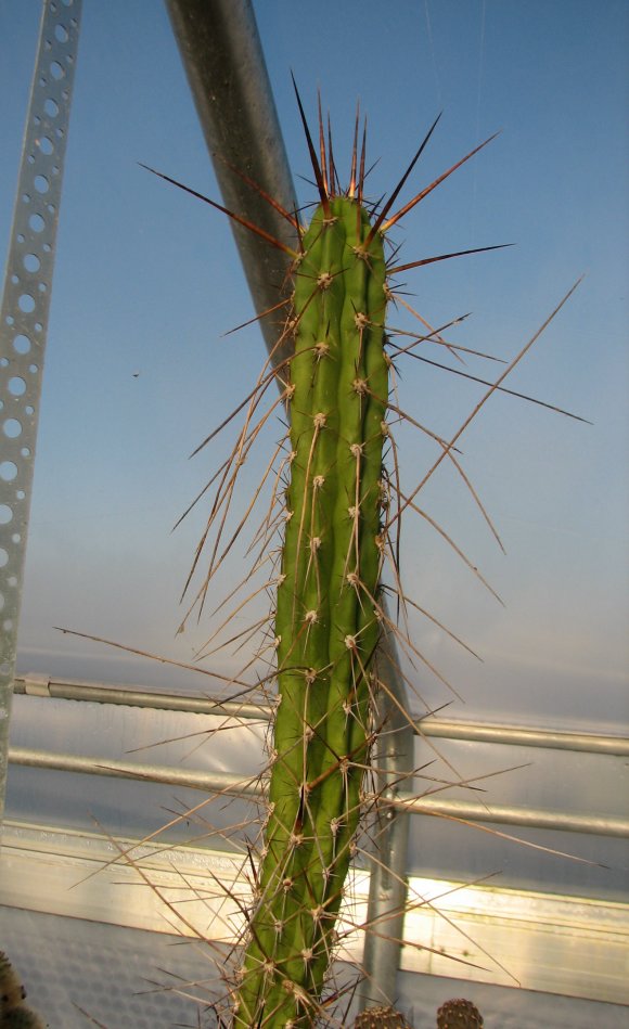 Corryocactus brevistylus Corryo13