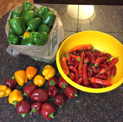 What are you eating from your garden today? Pepper10