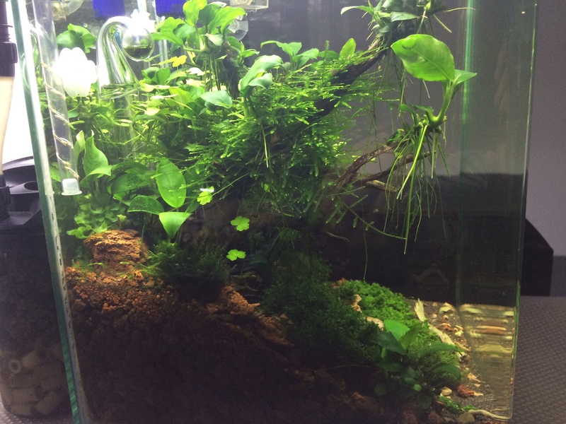 Nano de 20litres  Aquascaping  Img_3317