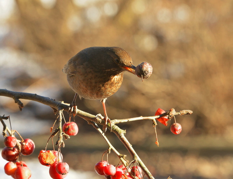 La merlette. _dsc2210