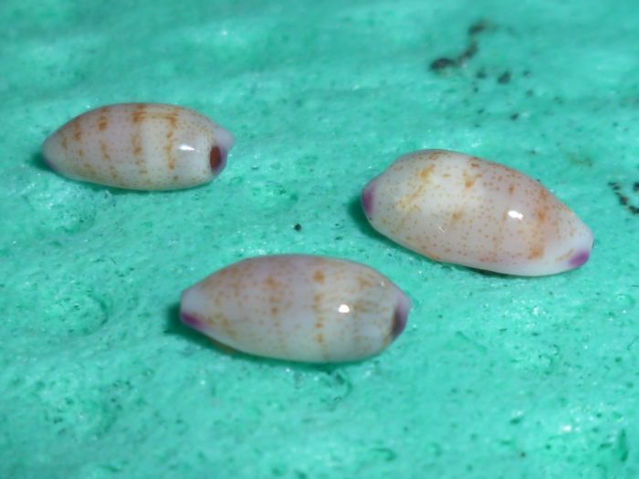 Purpuradusta oryzaeformis - Lorenz & Sterba, 1999 P1080812