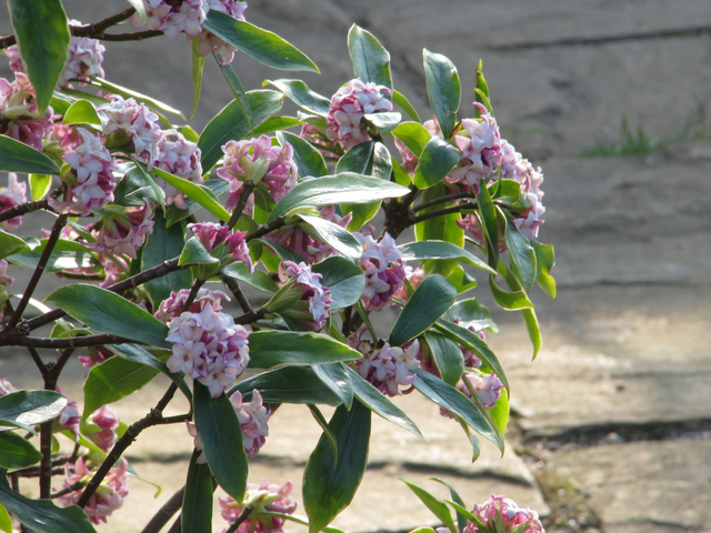 FLEURS OU ARBRES par ordre ALPHABETIQUE - Page 30 Daphne10