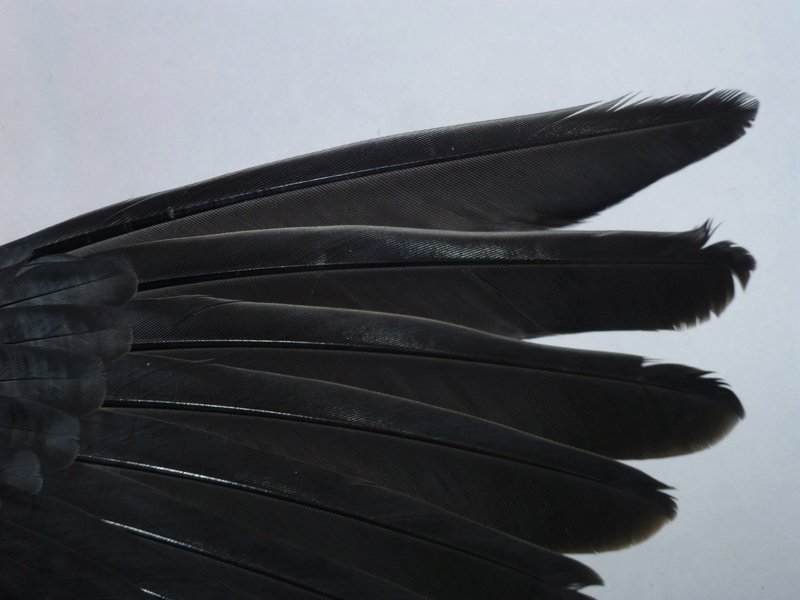 Les ailes de la colombe rousse (C. talpacoti). Naine_12