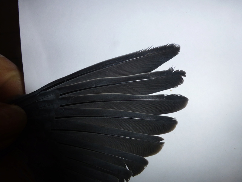 Les ailes de la colombe rousse (C. talpacoti). Naine_13