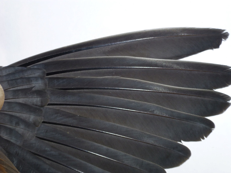 Les ailes de la colombe rousse (C. talpacoti). Naine_15