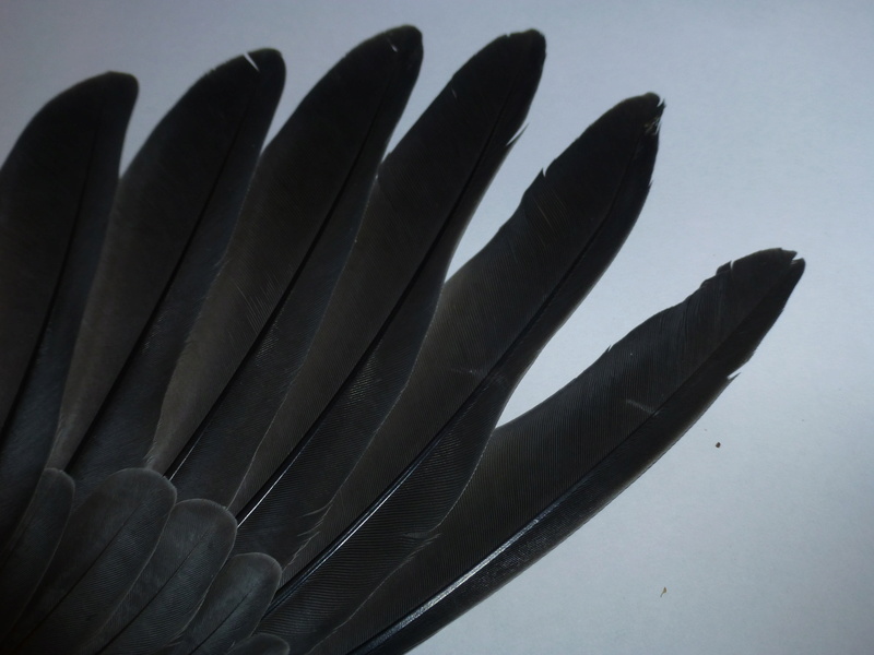 Les ailes de la colombe rousse (C. talpacoti). P1080434