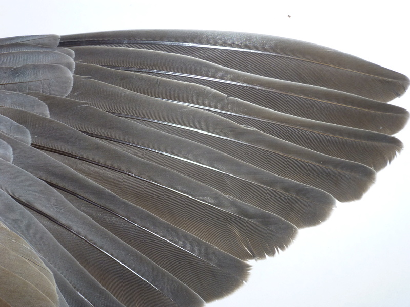 Les ailes de la colombe rousse (C. talpacoti). Rieuse10