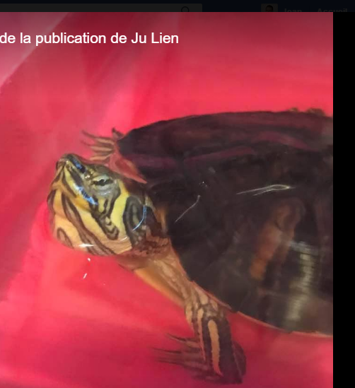 identification tortue aquatique Trache10