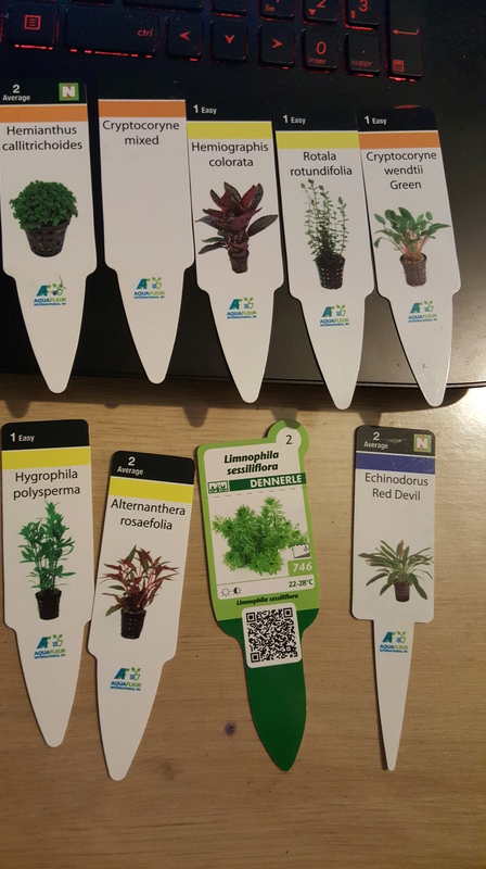 gravier,plantes, roche sales 20170117