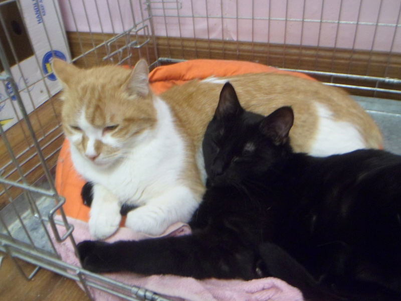 yamakasi - YAMAKASI CHAPLYN 3 adoptés Sam_7624