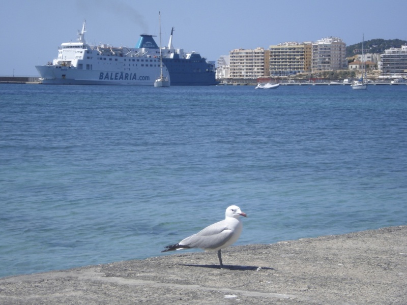 Balearic Islands, Ibiza, San Antonio 2012-068