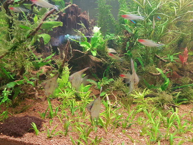 450 litres : Cichlides amazonien 20170216