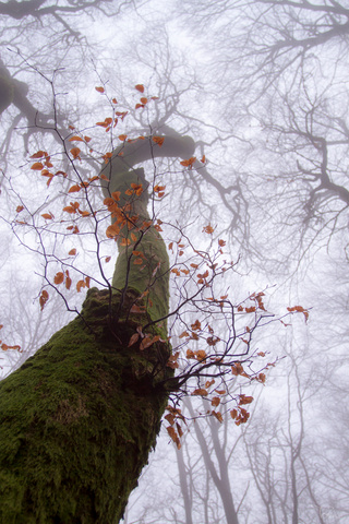 Les arbres ont-ils une influence sur votre spiritualité ? - Page 36 2015-111