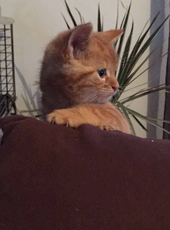 Macaroni, chaton roux né le 23 septembre 2016 (adoptable à partir de fin novembre 2016) Maca411