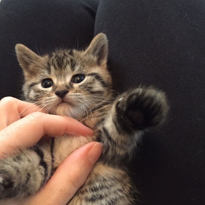 Tagliatelle, dit Tag', adorable chatonne tigrée née le 23 septembre 2016 (adoptable à partir de fin novembre 2016) Tag310