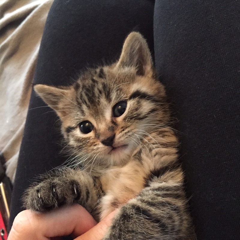 Tagliatelle, dit Tag', adorable chatonne tigrée née le 23 septembre 2016 (adoptable à partir de fin novembre 2016) Tag410