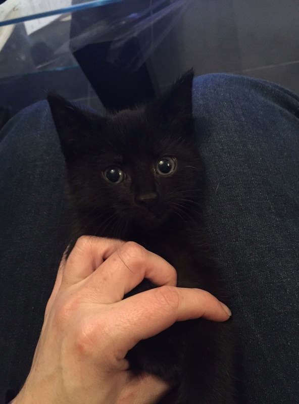 Torti, magnifique chaton noir, né le 23 septembre 2016 (adoptable à partir du 26 novembre 2016) Torti210