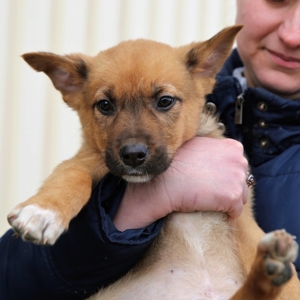 Pika, petite chienne née en octobre 2018 49582210