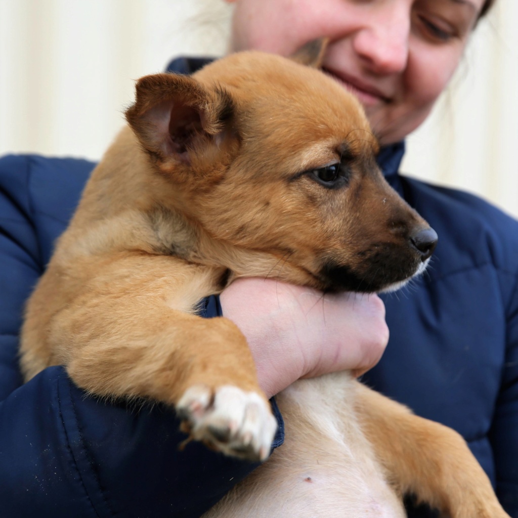 Pika, petite chienne née en octobre 2018 49937910