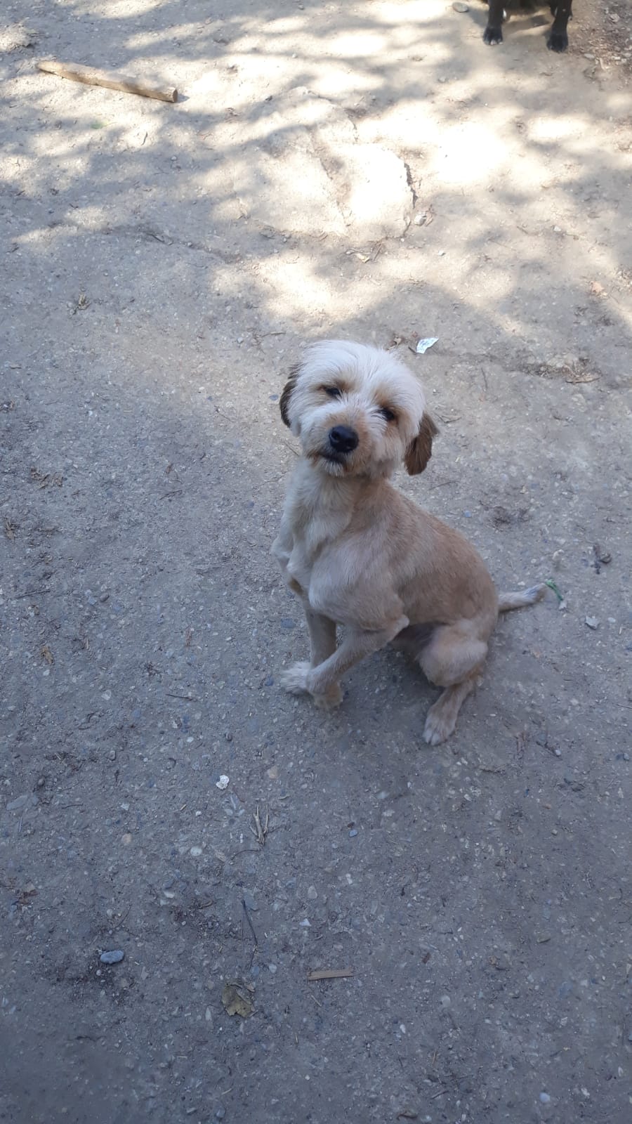 Oguy, jeune chien très sociable né en 2016 Acf84b10