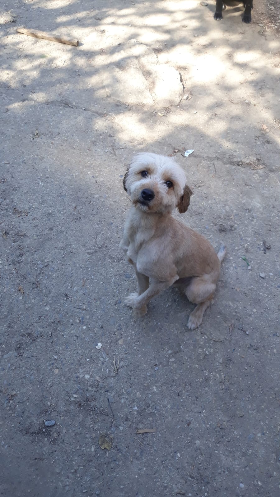 Oguy, jeune chien très sociable né en 2016 E1ead110