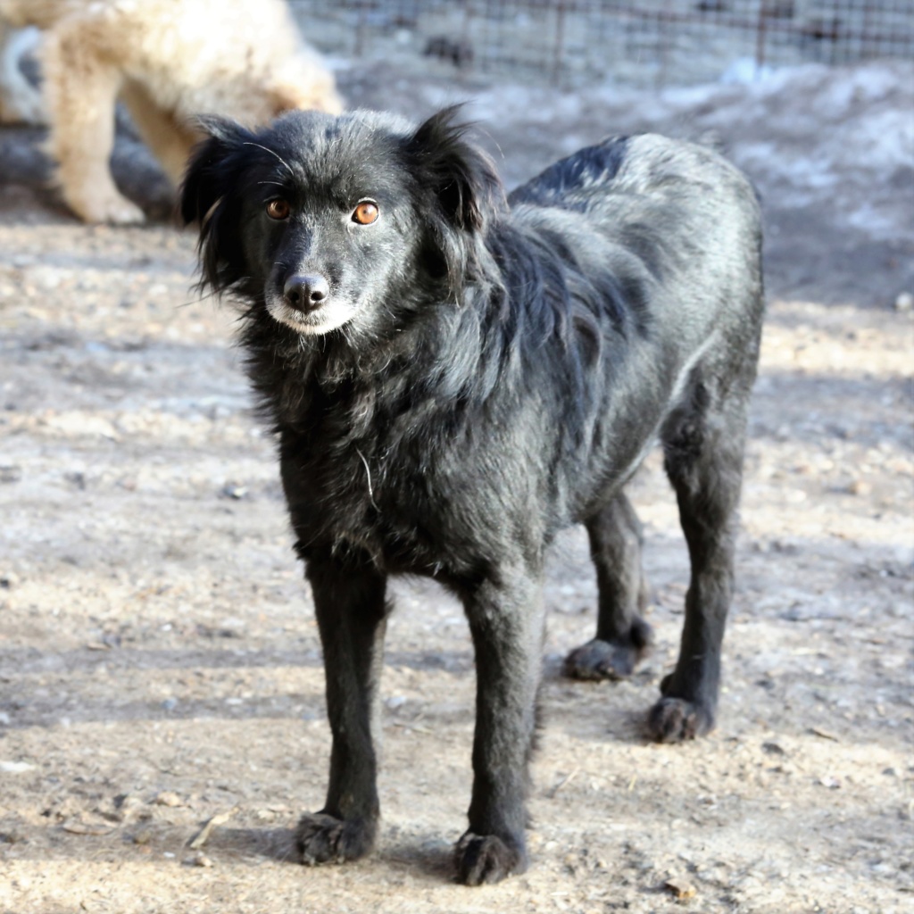 Dolly, chienne nee en janvier 2012 Hx9a3511